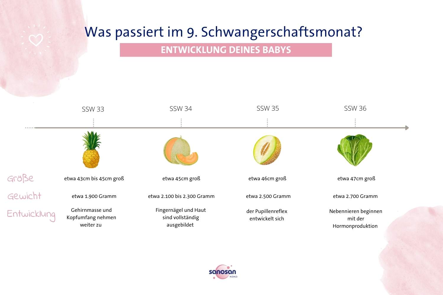 infografik zum wachstum des babys zwischen der 33. und 36. schwangerschaftswoche