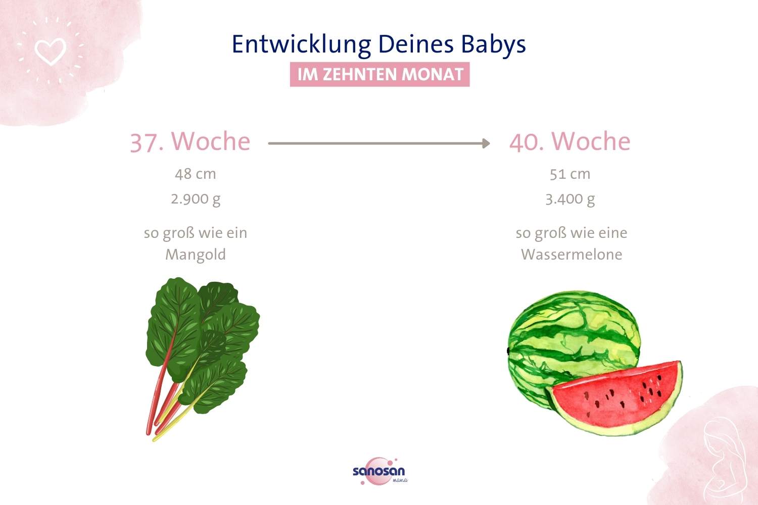 Infografik zum Wachstum des Babys im zehnten Schwangerschaftsmonat